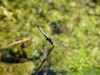 Blue Dasher - male - Albany County, NY - 09/12/03