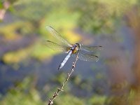 Blue Dasher - male - Albany County, NY - 09/12/03