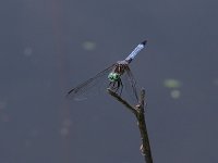 Blue Dasher - Westchester County, NY - 06/7/04