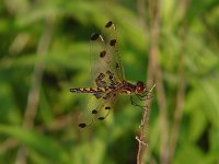 Calico Pennant - female - Putnam County, NY - 06/7/04