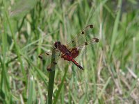 Calico Pennant - male - Rensselaer County, NY - 06/24/04