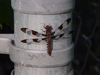 Common Whitetail - female - Saratoga County, NY - 07/11/04