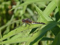 Dot-Tailed Whiteface - female - Saratoga County, NY - 05/30/04