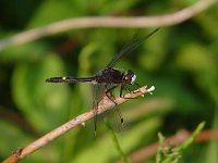 Dot-Tailed Whiteface - male - Putnam County, NY - 06/07/04