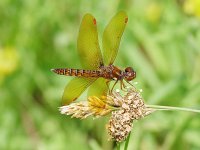 Eastern Amberwing - male - Saratoga County, NY - 06/24/06