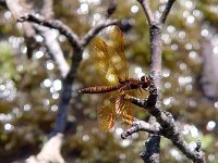 Eastern Amberwing - male - Rensselaer County, NY - 06/21/04