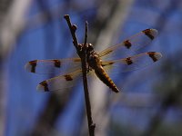 Painted Skimmer - Saratoga County, NY - 05/30/04