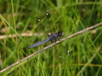 Spangled Skimmer - male - Putnam County, NY - 06/07/04