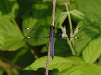 Spangled Skimmer - male - Putnam County, NY - 06/07/04