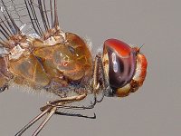 Spot-Winged Glider - hand held - Rensselaer County, NY - 07/31/06