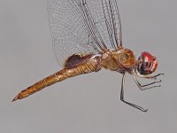 Spot-Winged Glider - hand held - Rensselaer County, NY - 07/31/06