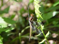 Twelve-Spotted Skimmer - male - Saratoga County, NY - 05/29/04