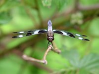 Twelve-Spotted Skimmer - male - Saratoga County, NY - 05/29/04