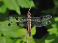 Twelve-Spotted Skimmer - female - Saratoga County, NY - 06/04/04