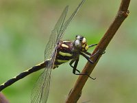 Arrowhead Spiketail - male - Saratoga County, NY - 05/29/04