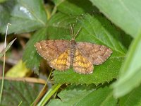 Cranberry Spanworm Moth - Saratoga County, NY - 06/05/08