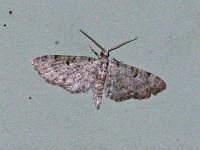 Juniper Looper Moth - Saratoga County, NY - 11/11/14