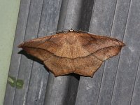 Large Maple Spanworm Moth - Saratoga County, NY - 06/27/15
