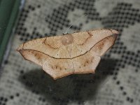 Large Maple Spanworm Moth - Saratoga County, NY - 07/20/15