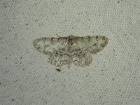 Porcelain Gray Moth - Saratoga County, NY - 06/09/15