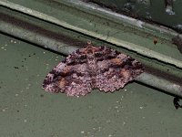 Tissue Moth - Saratoge County, NY - 11/24/14