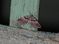 Variable Carpet Moth - Saratoga County, NY - 04/19/15