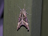 Olive Angle Shades Moth - Saratoga County, NY - 05/29/15