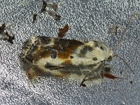 Olive-Shaded Bird-Dropping Moth - Saratoga County, NY - 08/05/15