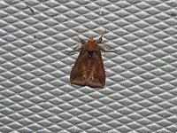 Unspotted Looper Moth - Saratoga County, NY - 06/07/15