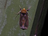 Unspotted Looper Moth - Saratoga County, NY - 06/09/15