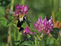 Snowberry Clearwing Moth - Saratoga County, NY - 08/17/14