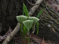 Jack-In-The-Pulpit - Saratoga County, NY - 05/10/20