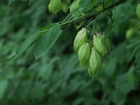 American Bladdernut - Schenectady County, NY 06/08/20