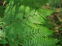 Bracken - Saratoga County, NY - 07/18/20