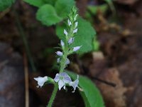 Common Speedwell - non-native - Saratoga County, NY - 05/31/21