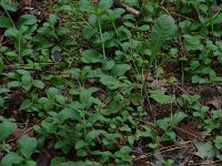 Common Speedwell - non-native - Saratoga County, NY - 05/31/21
