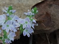 Common Speedwell - non-native - Schenectady County, NY - 06/03/20