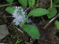 Common Speedwell - non-native - Schenectady County, NY - 06/03/20
