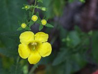 Fern-Leaved False Foxglove - Hartford County, CT - 08/22/20