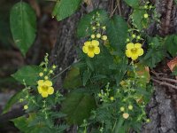 Fern-Leaved False Foxglove - Hartford County, CT - 08/22/20