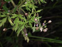 Common Buttercup - non-native - Saratoga County, NY - 08/30/20