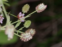Common Buttercup - non-native - Saratoga County, NY - 08/30/20