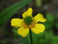 Common Buttercup - non-native - Saratoga County, NY - 05/17/21