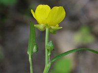 Common Buttercup - non-native - Saratoga County, NY - 05/17/21