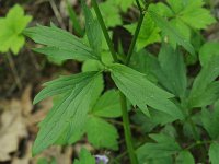 Common Buttercup - non-native - Saratoga County, NY - 05/17/21