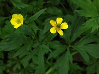 Common Buttercup - non-native - Saratoga County, NY - 05/17/21
