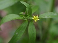 Kidney-Leaved Crowfoot - Saratoga County, NY - 04/25/21