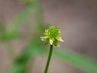 Kidney-Leaved Crowfoot - Saratoga County, NY - 04/25/21