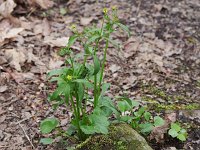 Kidney-Leaved Crowfoot - Saratoga County, NY - 04/25/21