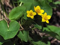 Marsh-Marigold - Saratoga County, NY - 04/28/20
